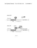 RECOMBINANT VIRUS AND PREPARATIONS THEREOF diagram and image