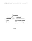 RECOMBINANT VIRUS AND PREPARATIONS THEREOF diagram and image