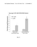 RECOMBINANT VIRUS AND PREPARATIONS THEREOF diagram and image