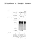 RECOMBINANT VIRUS AND PREPARATIONS THEREOF diagram and image