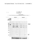 RECOMBINANT VIRUS AND PREPARATIONS THEREOF diagram and image