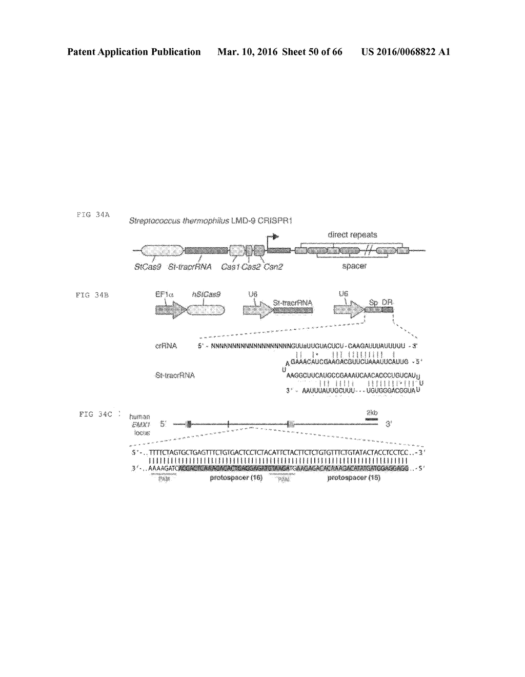 RECOMBINANT VIRUS AND PREPARATIONS THEREOF - diagram, schematic, and image 51