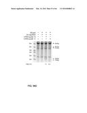 RECOMBINANT VIRUS AND PREPARATIONS THEREOF diagram and image