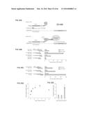 RECOMBINANT VIRUS AND PREPARATIONS THEREOF diagram and image