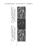 RECOMBINANT VIRUS AND PREPARATIONS THEREOF diagram and image