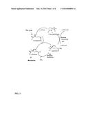 INCREASING PLANT GROWTH BY MODULATING OMEGA-AMIDASE EXPRESSION IN PLANTS diagram and image