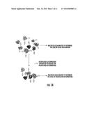 BIOMARKERS FOR DISTINGUISHING BETWEEN AGGRESSIVE PROSTATE CANCER AND     NON-AGGRESSIVE PROSTATE CANCER diagram and image