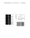 METHOD FOR DETECTING CELLS diagram and image