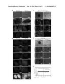 METHOD FOR DETECTING CELLS diagram and image