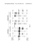 CORRECTORS ACTING THROUGH MSD1 OF CFTR PROTEIN diagram and image