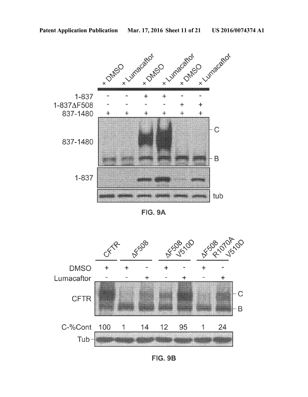 CORRECTORS ACTING THROUGH MSD1 OF CFTR PROTEIN - diagram, schematic, and image 12