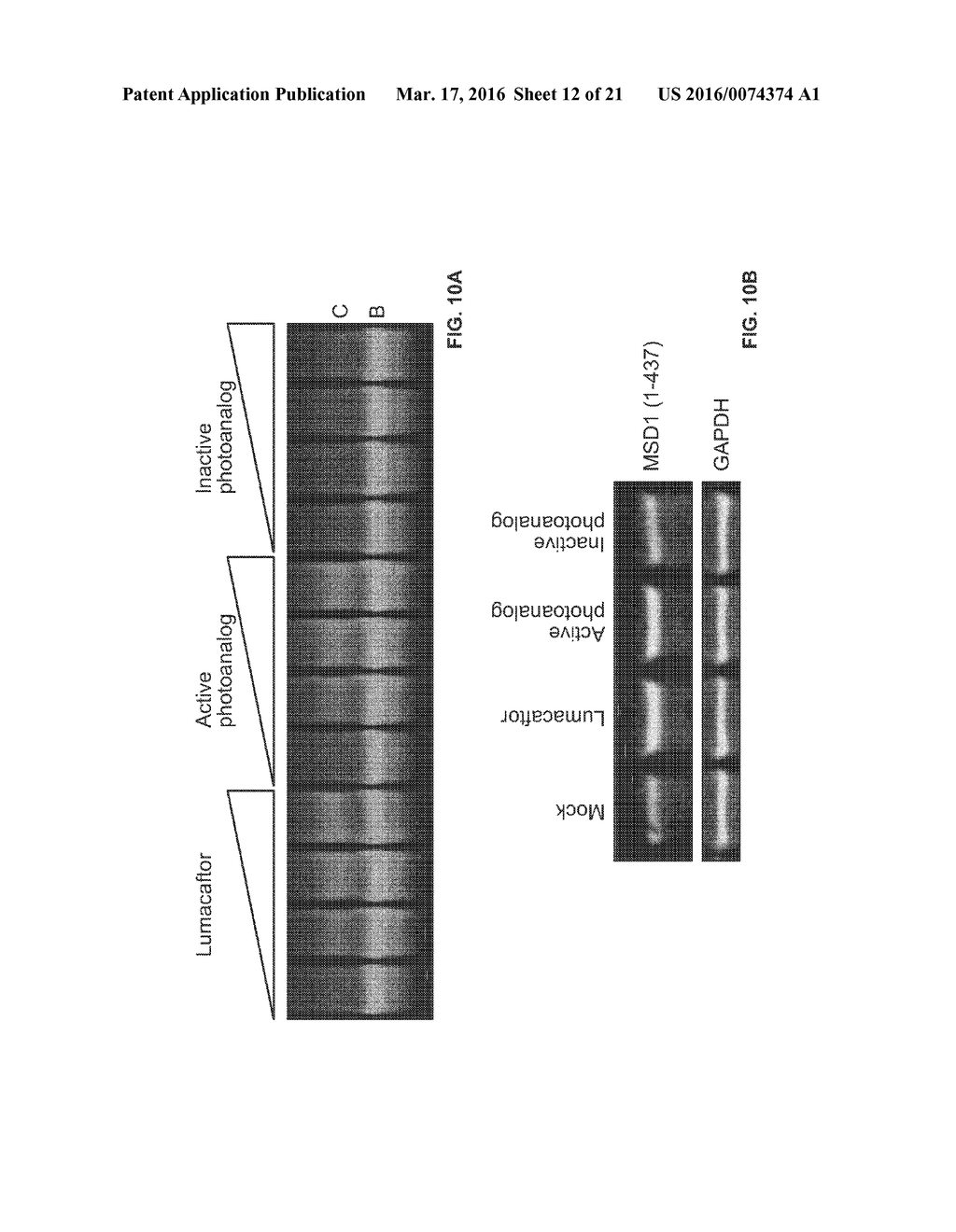 CORRECTORS ACTING THROUGH MSD1 OF CFTR PROTEIN - diagram, schematic, and image 13