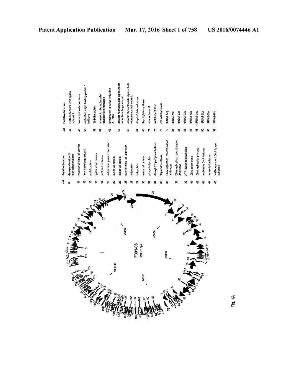 Antibacterial Phage, Phage Peptides And Methods Of Use Thereof - diagram, schematic, and image 02