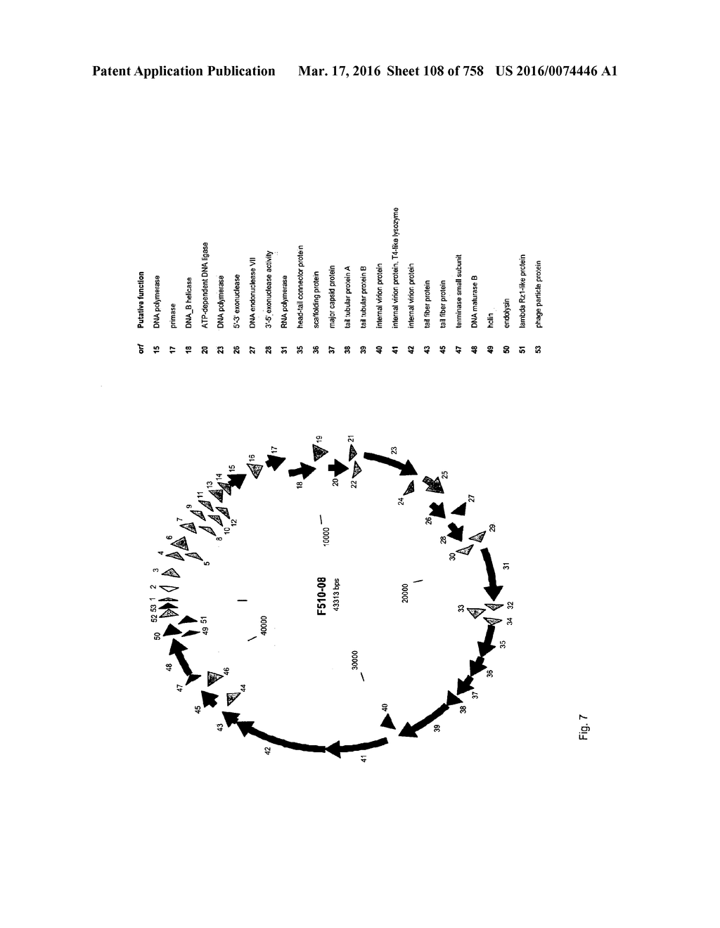 Antibacterial Phage, Phage Peptides And Methods Of Use Thereof - diagram, schematic, and image 109