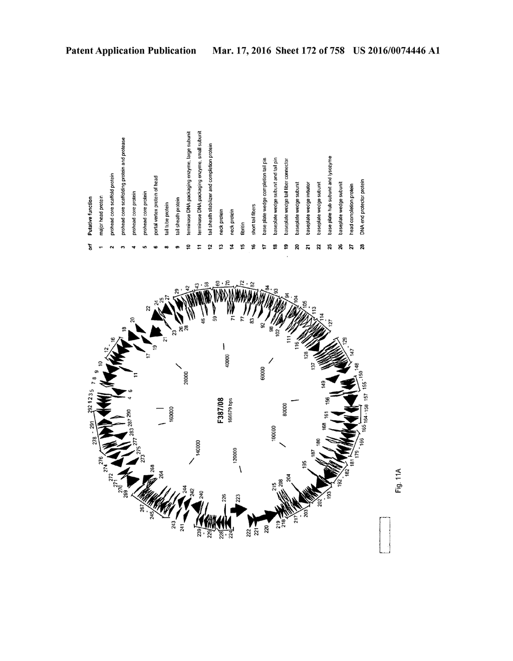 Antibacterial Phage, Phage Peptides And Methods Of Use Thereof - diagram, schematic, and image 173