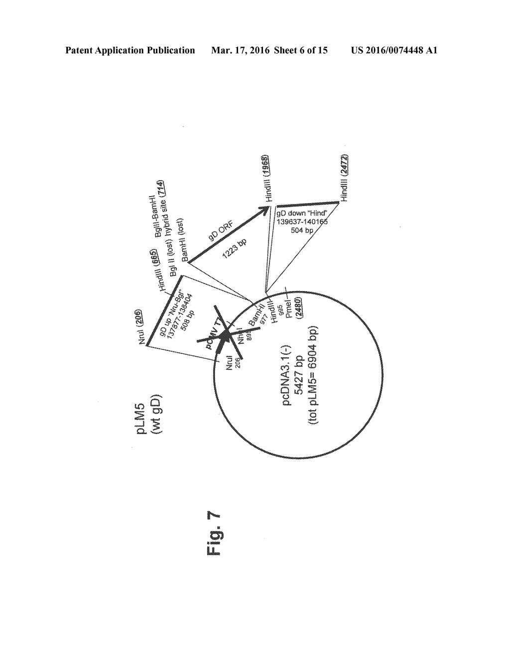 HERPES SIMPLEX VIRUS (HSV) WITH MODIFIED TROPISM, USES AND PROCESS OF     PREPARATION THEREOF - diagram, schematic, and image 07