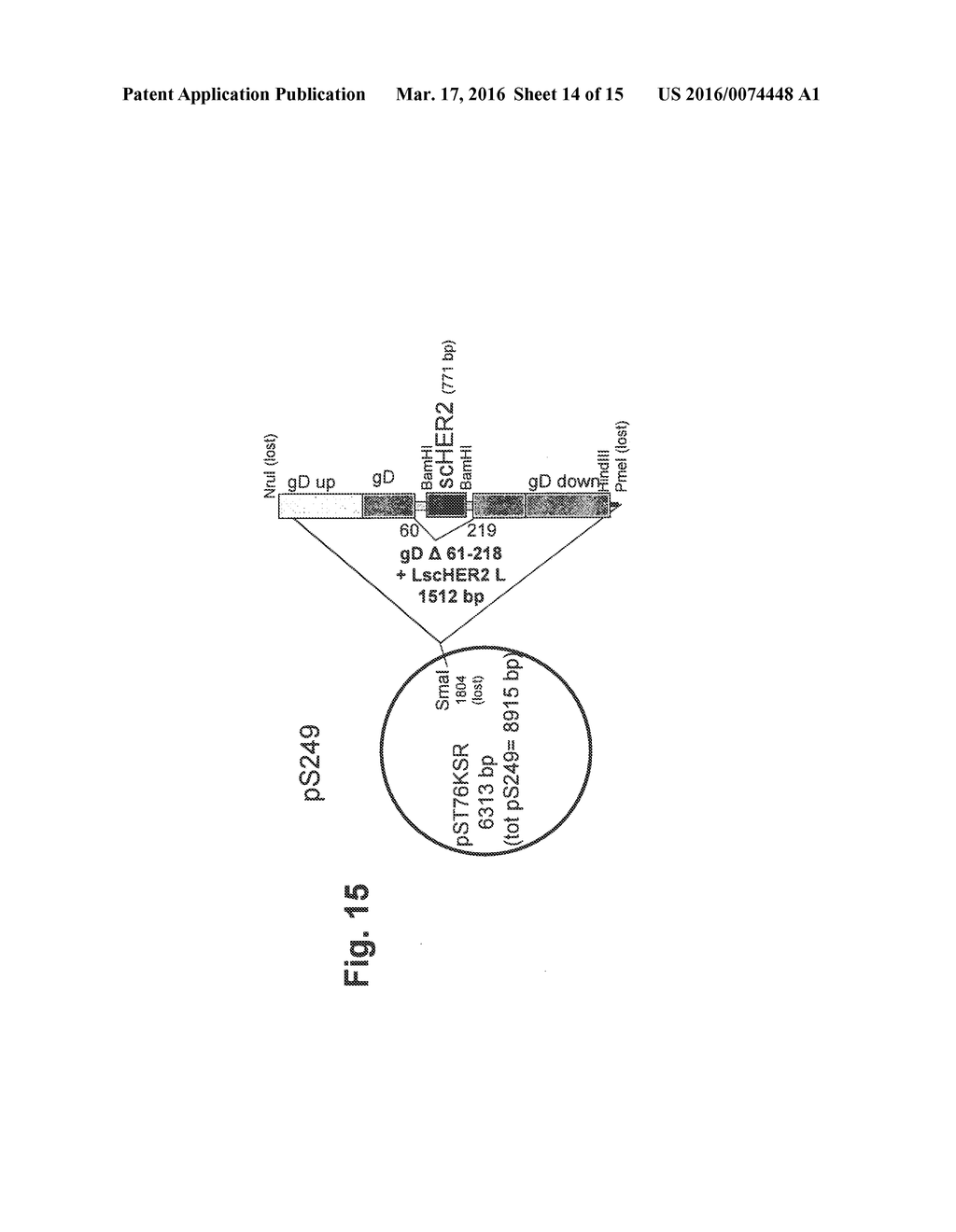 HERPES SIMPLEX VIRUS (HSV) WITH MODIFIED TROPISM, USES AND PROCESS OF     PREPARATION THEREOF - diagram, schematic, and image 15