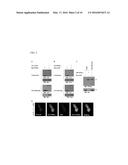 USE OF HUMAN SMALL LEUCINE ZIPPER PROTEIN IN ADIPOCYTE DIFFERENTIATION     PROCEDURE diagram and image