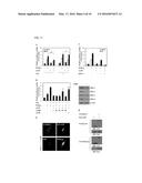 USE OF HUMAN SMALL LEUCINE ZIPPER PROTEIN IN ADIPOCYTE DIFFERENTIATION     PROCEDURE diagram and image