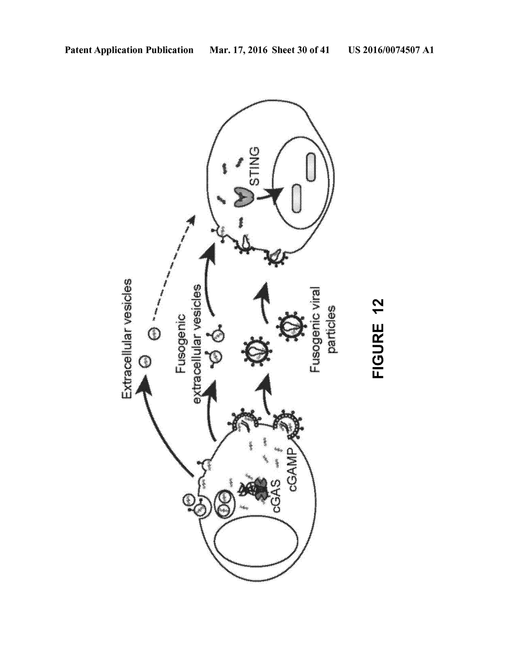 METHOD FOR PREPARING VIRAL PARTICLES WITH CYCLIC DINUCLEOTIDE AND USE OF     SAID PARTICLES FOR INDUCING IMMUNE RESPONSE - diagram, schematic, and image 31