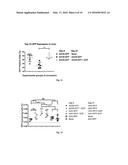 METHODS AND COMPOSITIONS FOR ATTENUATING GENE THERAPY ANTI-VIRAL TRANSFER     VECTOR IMMUNE RESPONSES diagram and image