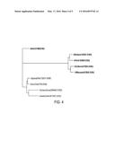 HUMAN ADAPTATION OF H3 INFLUENZA diagram and image