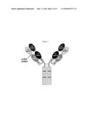 ANTI-IL-4/ANTI-IL-13 BISPECIFIC ANTIBODY FORMULATIONS diagram and image