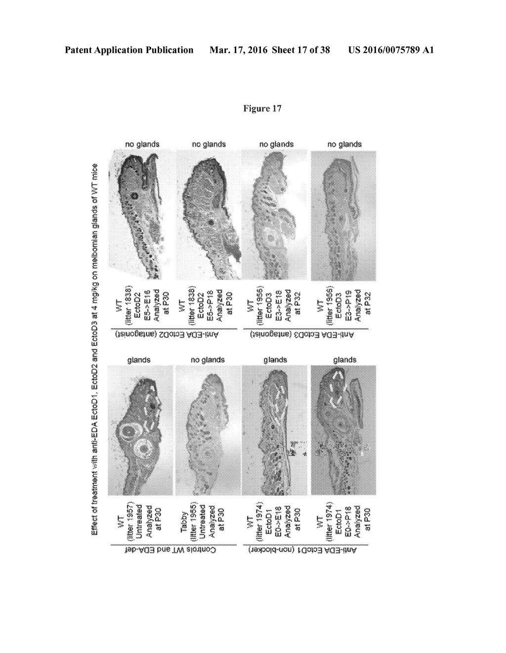 ANTI-ECTODYSPLASIN ANTIBODIES - diagram, schematic, and image 18