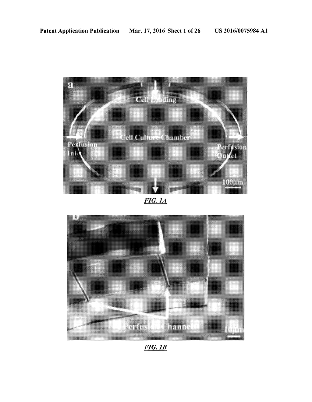 METHODS AND APPARATUS FOR CELL CULTURE ARRAY - diagram, schematic, and image 02