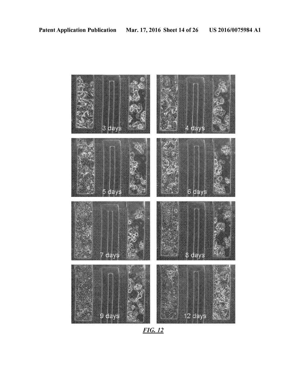 METHODS AND APPARATUS FOR CELL CULTURE ARRAY - diagram, schematic, and image 15