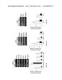 CHEMICALLY TREATED INDUCED PLURIPOTENT STEM CELLS FOR SAFE THERAPEUTIC     APPLICATIONS diagram and image