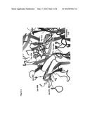 A MUTANT SIALIDASE HAVING TRANS-SIALIDASE ACTIVITY FOR USE IN PRODUCTION     OF SIALYLATED GLYCANS diagram and image