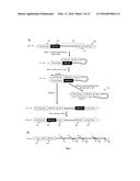 Compositions and Methods for Intramolecular Nucleic Acid Rearrangement diagram and image