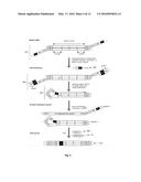 Compositions and Methods for Intramolecular Nucleic Acid Rearrangement diagram and image