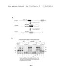 Compositions and Methods for Intramolecular Nucleic Acid Rearrangement diagram and image