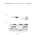 Compositions and Methods for Intramolecular Nucleic Acid Rearrangement diagram and image