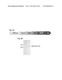 RNA  APTAMERS AGAINST BAFF-R AS CELL-TYPE SPECIFIC DELIVERY AGENTS AND     METHODS FOR THEIR USE diagram and image