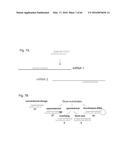 RNA  APTAMERS AGAINST BAFF-R AS CELL-TYPE SPECIFIC DELIVERY AGENTS AND     METHODS FOR THEIR USE diagram and image