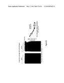 RNA  APTAMERS AGAINST BAFF-R AS CELL-TYPE SPECIFIC DELIVERY AGENTS AND     METHODS FOR THEIR USE diagram and image