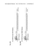 RNA  APTAMERS AGAINST BAFF-R AS CELL-TYPE SPECIFIC DELIVERY AGENTS AND     METHODS FOR THEIR USE diagram and image