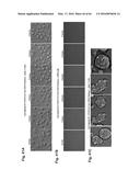 RNA  APTAMERS AGAINST BAFF-R AS CELL-TYPE SPECIFIC DELIVERY AGENTS AND     METHODS FOR THEIR USE diagram and image