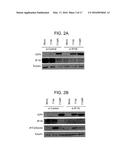 Foreign DNA Surveillance Protein diagram and image