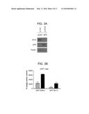 Foreign DNA Surveillance Protein diagram and image