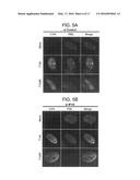 Foreign DNA Surveillance Protein diagram and image