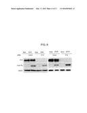 Foreign DNA Surveillance Protein diagram and image