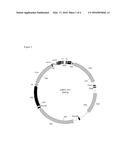 PLASMID FOR MINICIRCLE PRODUCTION diagram and image