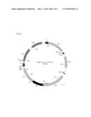 PLASMID FOR MINICIRCLE PRODUCTION diagram and image