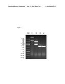 PLASMID FOR MINICIRCLE PRODUCTION diagram and image