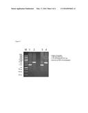 PLASMID FOR MINICIRCLE PRODUCTION diagram and image