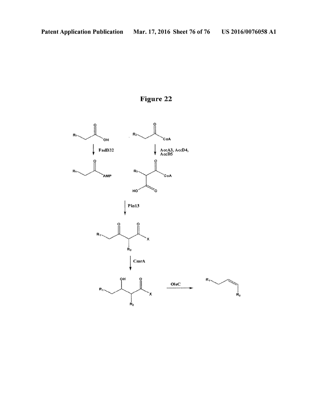 HYDROCARBON-PRODUCING GENES AND METHODS OF THEIR USE - diagram, schematic, and image 77